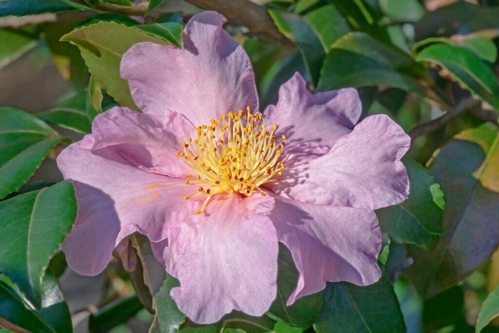 Les Camellia 'Winter's Star' sont des variétés de camélias roses très populaires. 