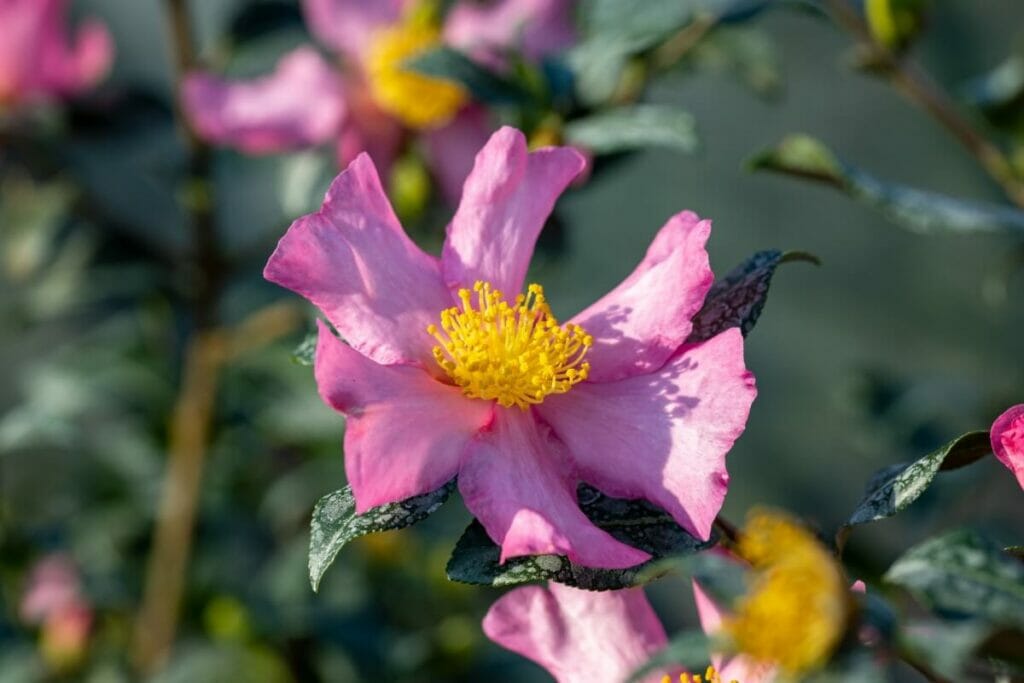 Camellia sasanqua 'Cleopatra' est une variété de camélia rose très populaire. 