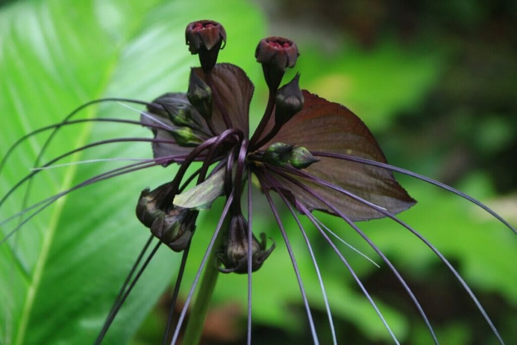 La fleur de chauve-souris noire (Tacca chantrieri) est l'une des fleurs les plus rares au monde.