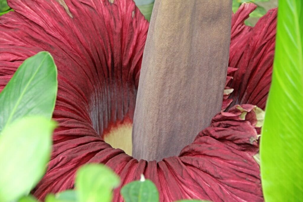 La fleur de cadavre (Amorphophallus titanum) est l'une des fleurs les plus rares au monde.