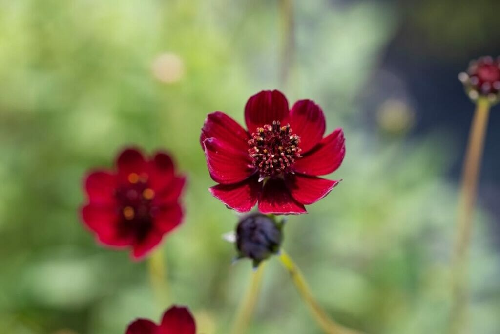 Le cosmos chocolat (Cosmos astrosanguineus) est l'une des fleurs les plus rares au monde.
