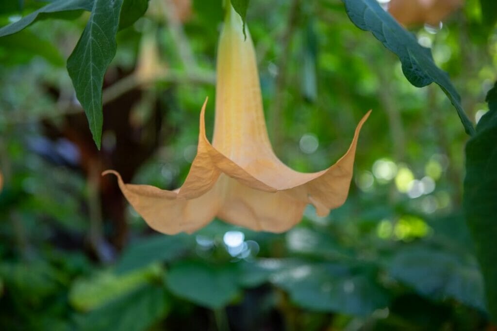 Brugmansia vulcanicola est l'une des fleurs les plus rares au monde.