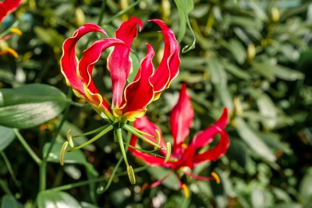 Le lys de feu (Gloriosa superba) est l'une des fleurs les plus rares au monde.