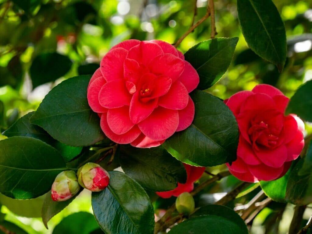 Le Camellia 'Middlemist's Red' est l'une des fleurs les plus rares au monde.