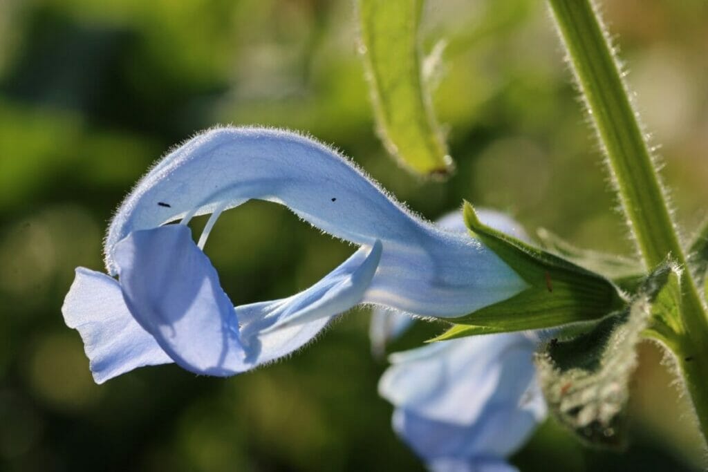 La sauge de Cayman (Salvia caymanensis) est l'une des fleurs les plus rares au monde.