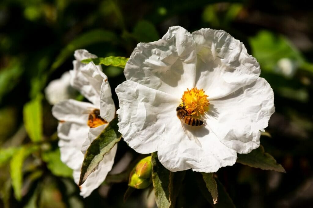 La fleur de Franklin (Franklinia alatamaha) est l'une des fleurs les plus rares au monde.