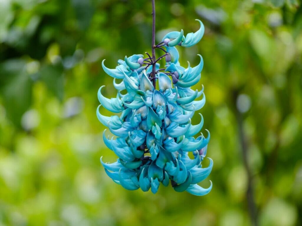 Vigne de Jade (Strongylodon macrobotrys)