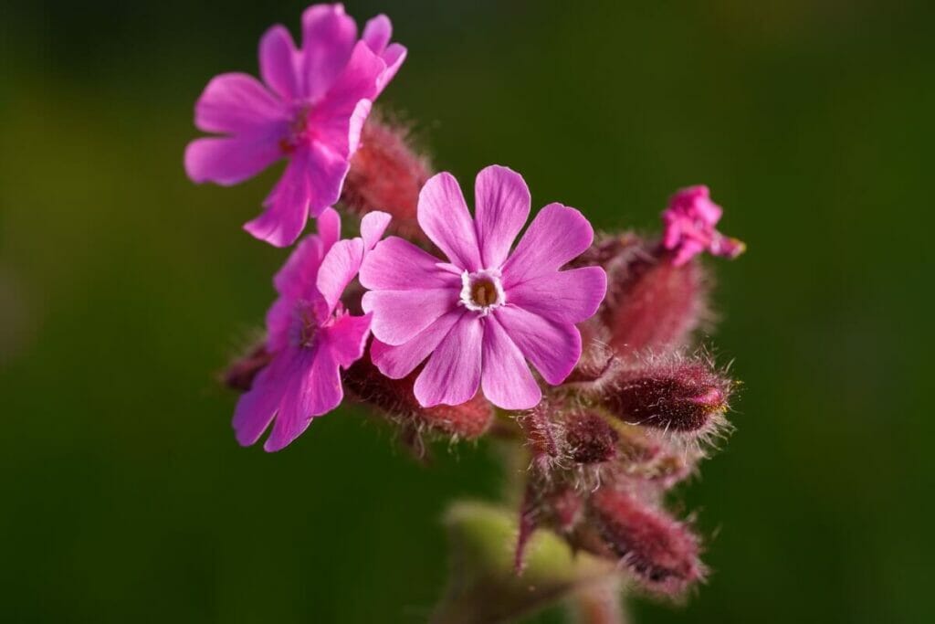 Campion de Gibraltar (Silene tomentosa)