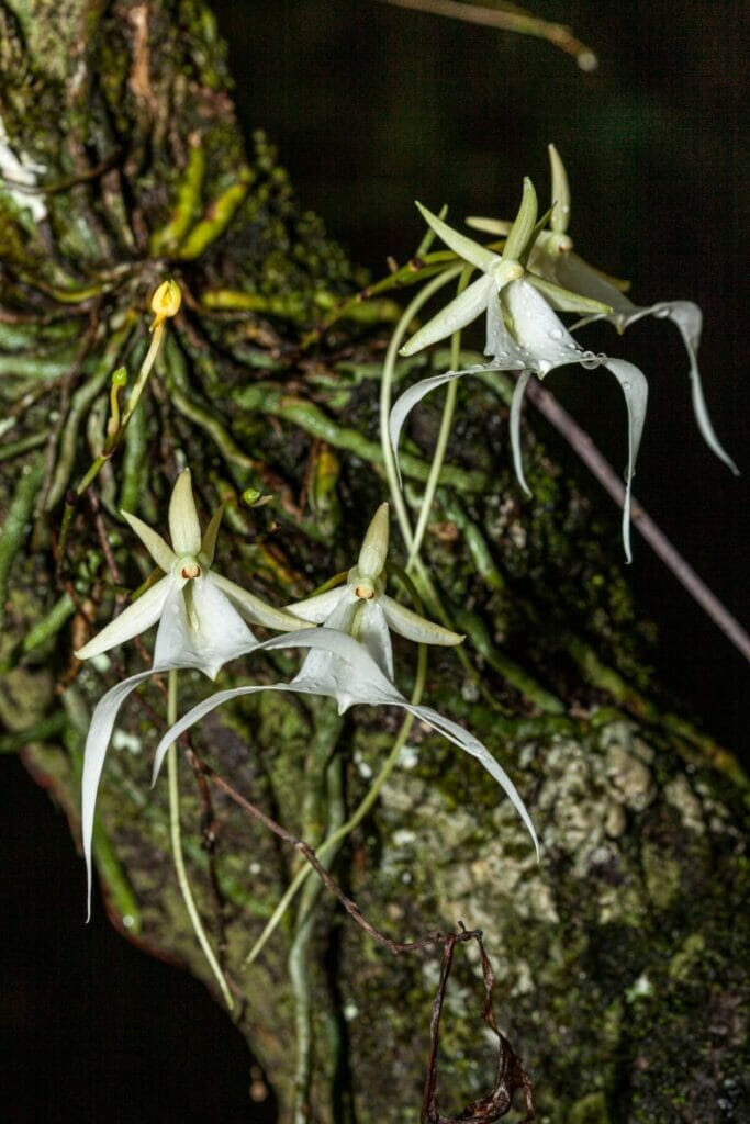 L'orchidée fantôme (Dendrophylax lindenii) est l'une des fleurs les plus rares au monde.