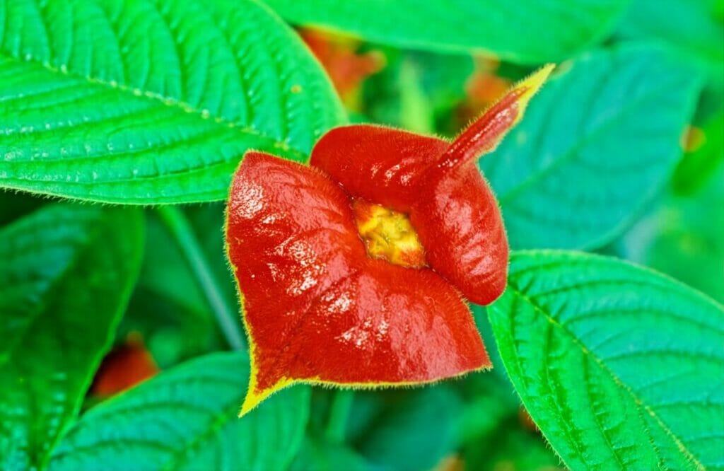 Lèvres chaudes (Palicourea elata)