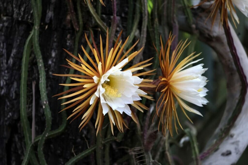 Cereus à floraison nocturne (Selenicereus grandiflorus)