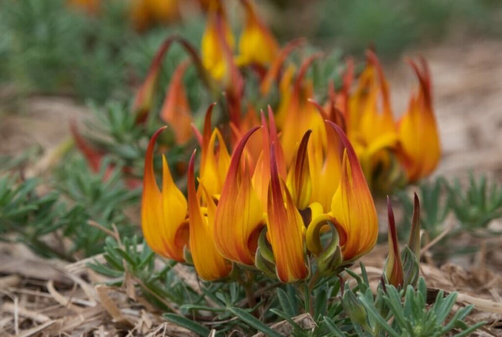 Bec de perroquet (Lotus berthelotii)