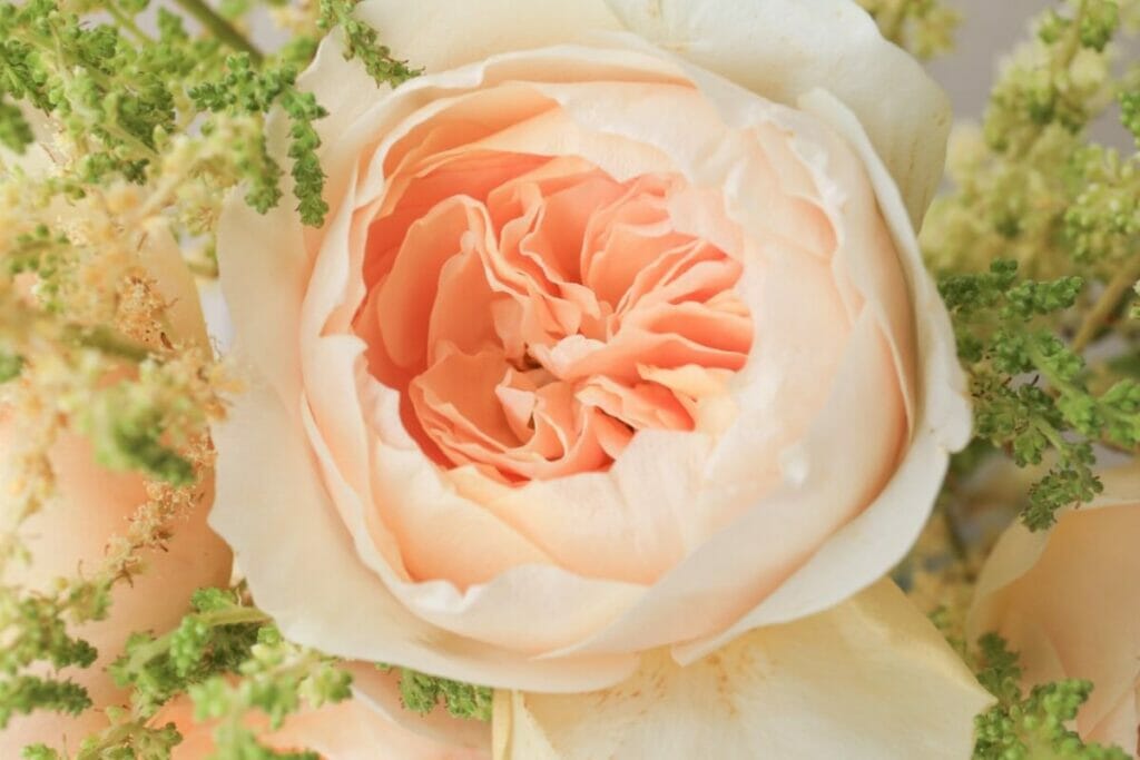 Rosier 'Juliet' (Rosa 'Sweet Juliet')