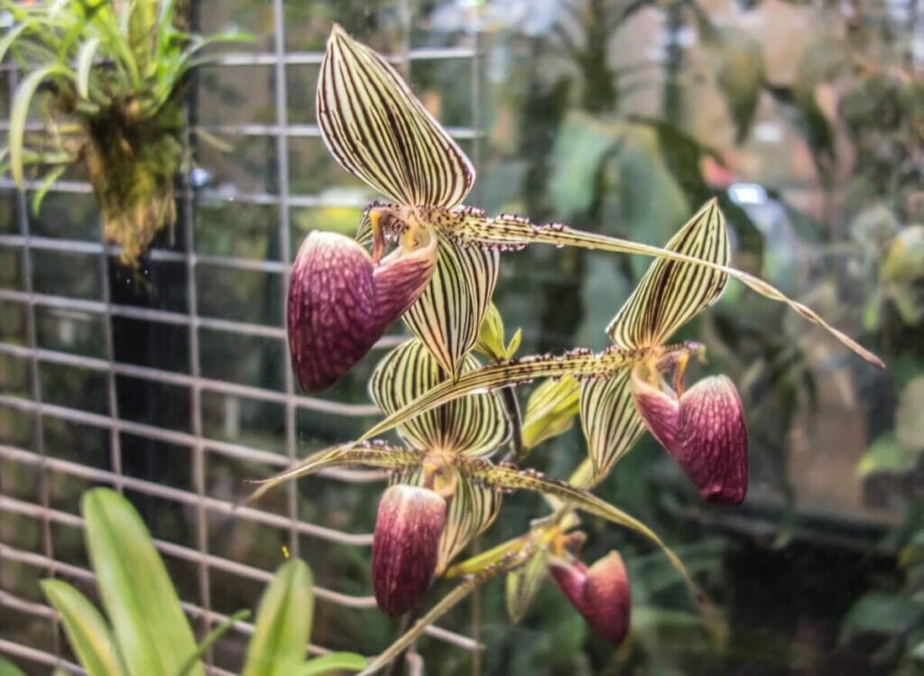 Orchidée de Rothschild (Paphiopedilum rothschildianum)