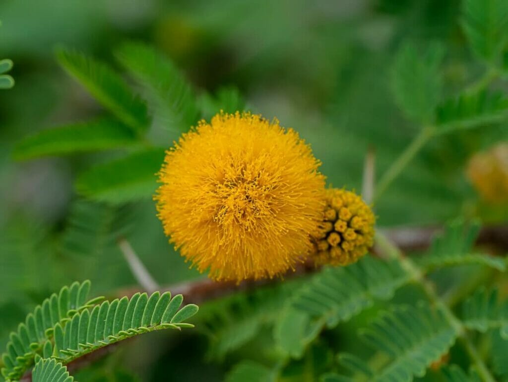 Le petit garçon (Vachellia anegadensis)