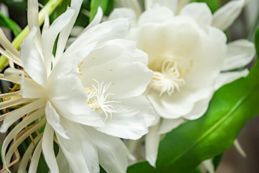 Reine de la nuit (Epiphyllum oxypetalum)