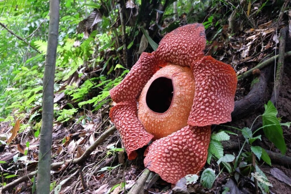 Lys des cadavres (Rafflesia arnoldii)