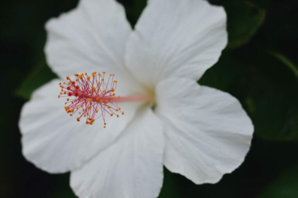 Hibiscus blanc de Molokai (Hibiscus arnottianus subsp. immaculatus)