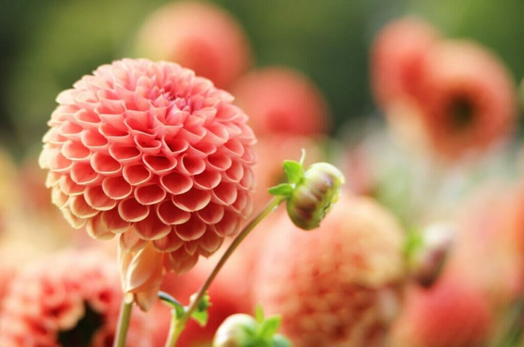 Histoire et origines des types de fleurs de dahlia