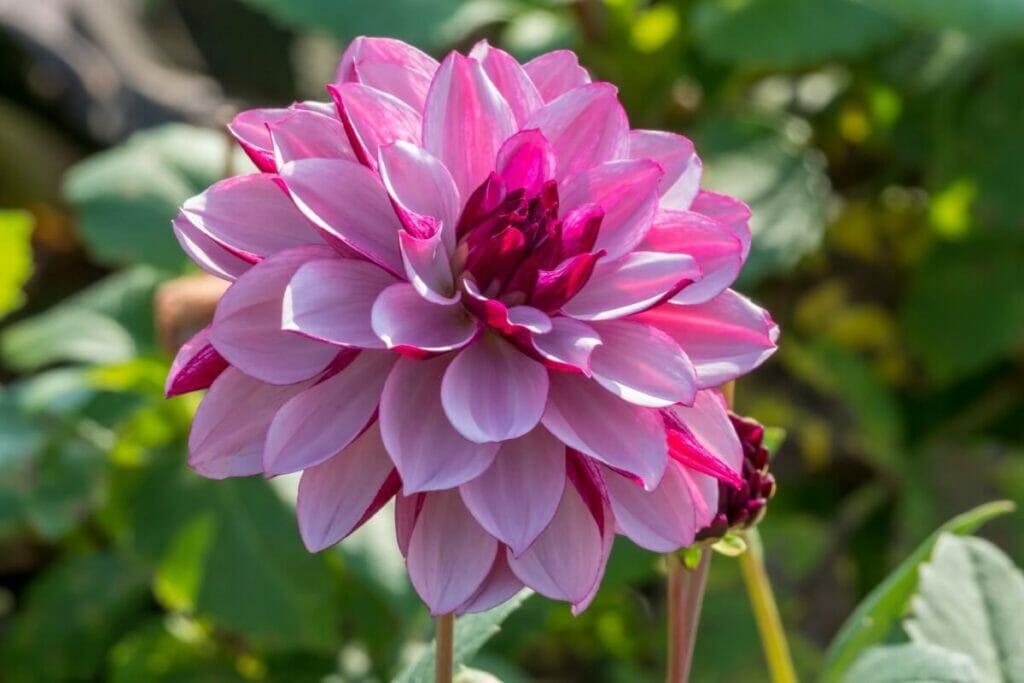 Nénuphar