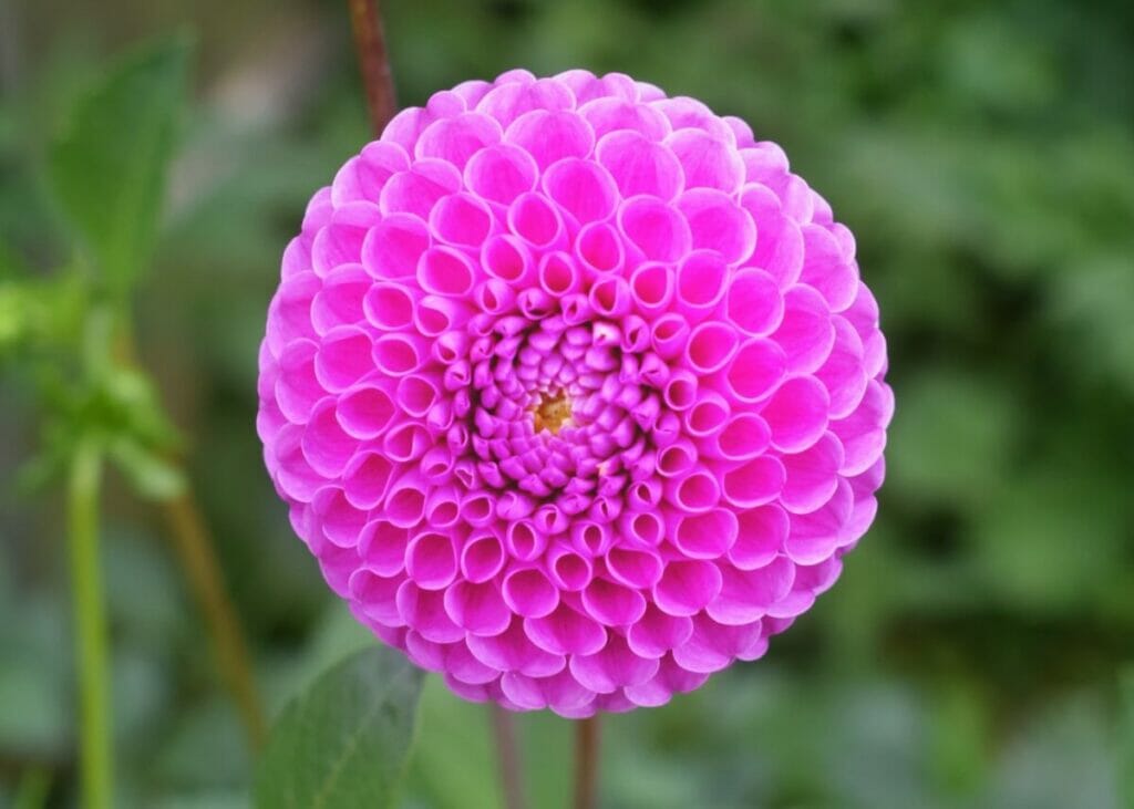 Pompon