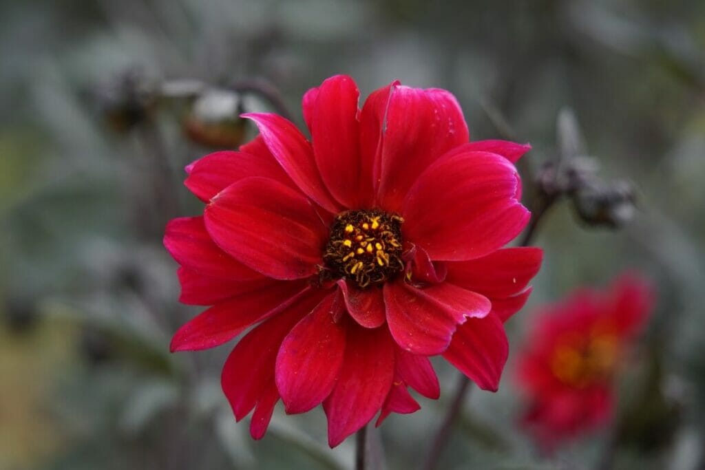 Pivoine