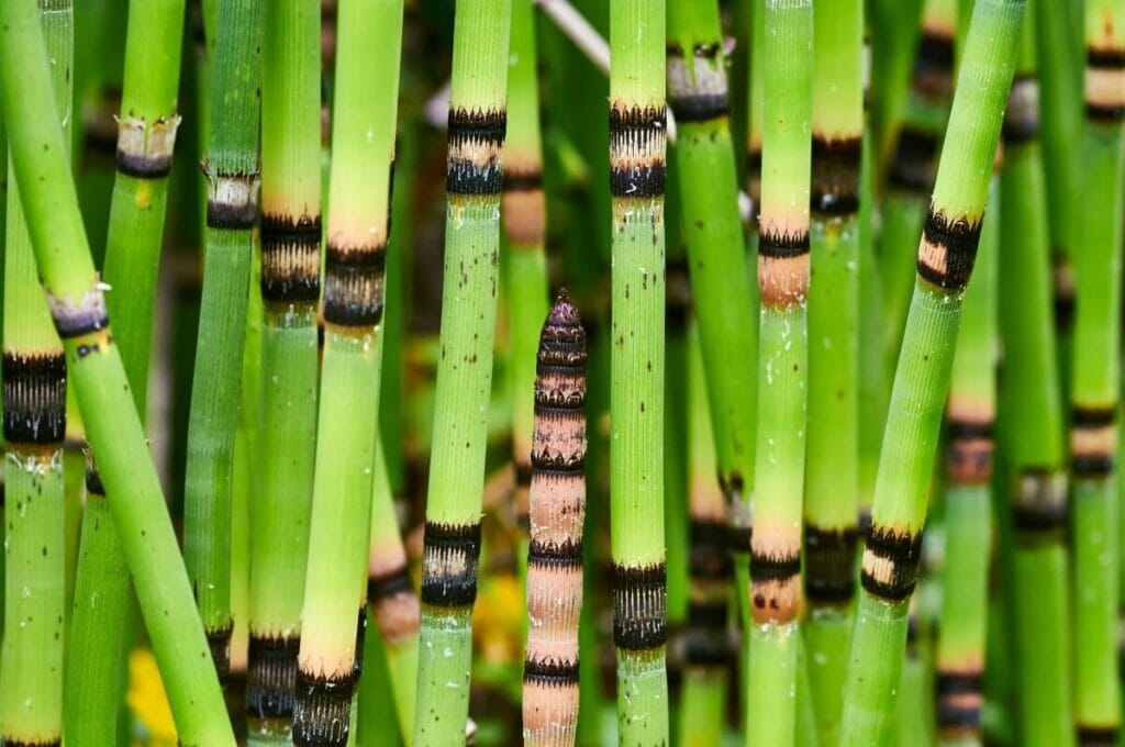 Prêle rugueuse (Equisetum hyemale)