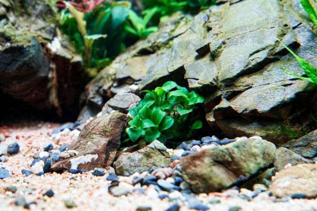 Anubias