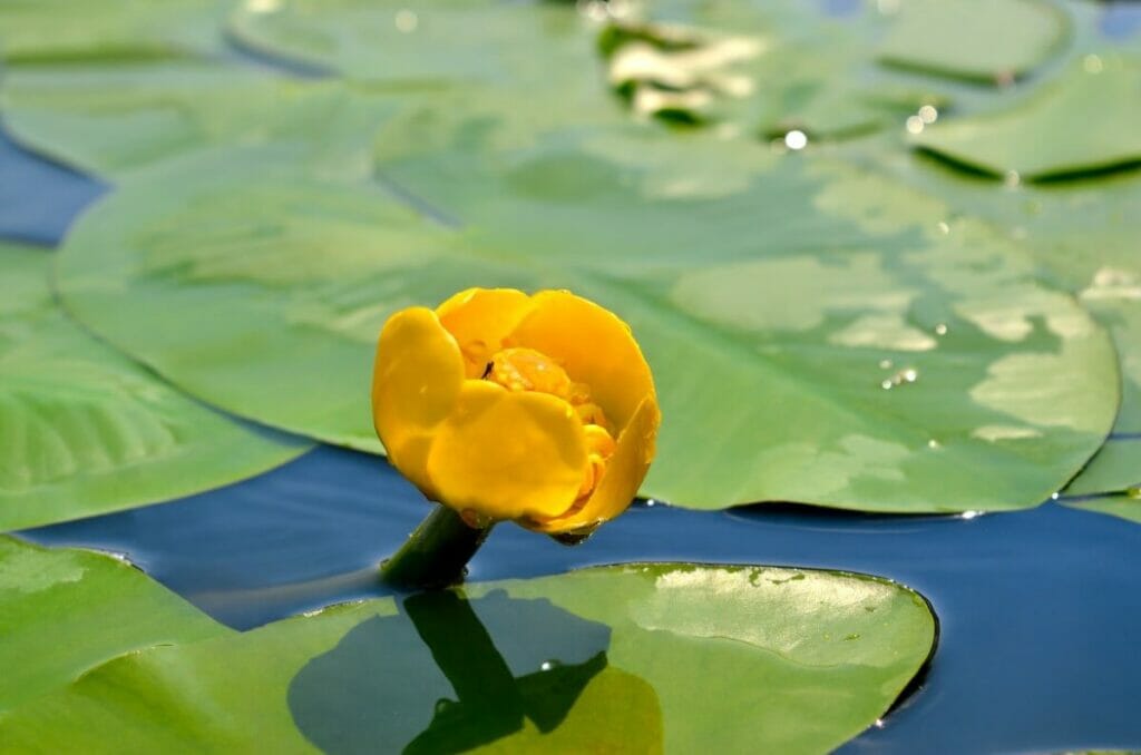 Nénuphar jaune (Nuphar lutea)