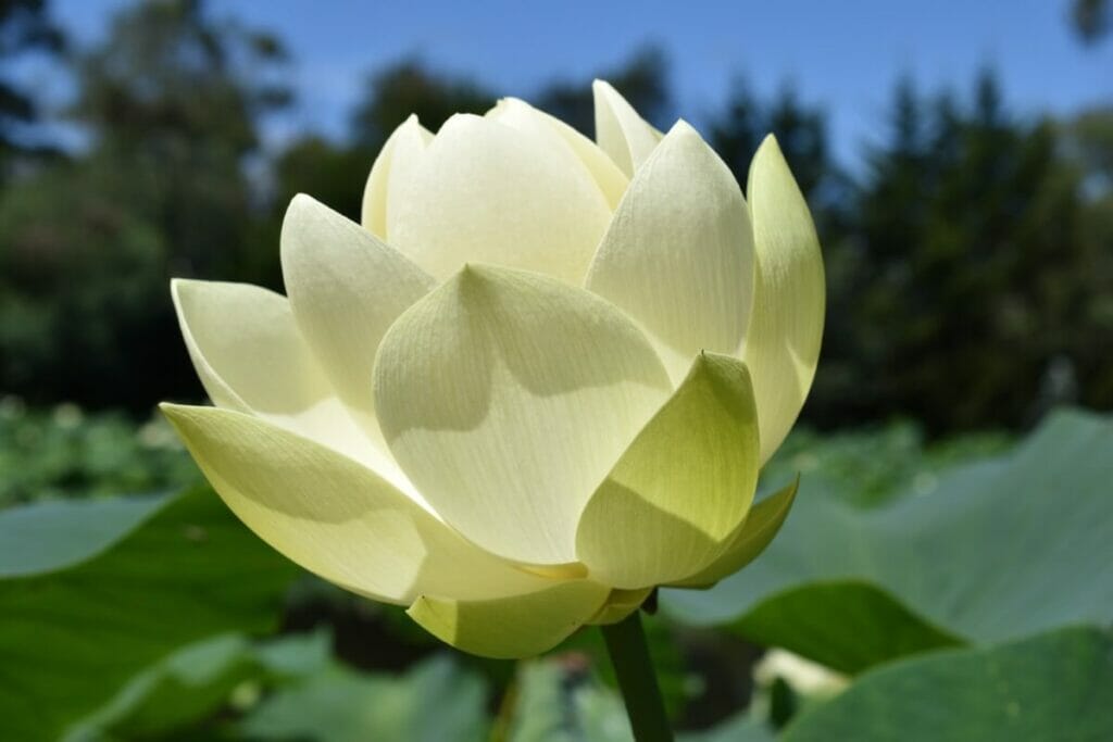 Les lotus américains (Nelumbo lutea) sont des types populaires de fleurs et de plantes aquatiques.