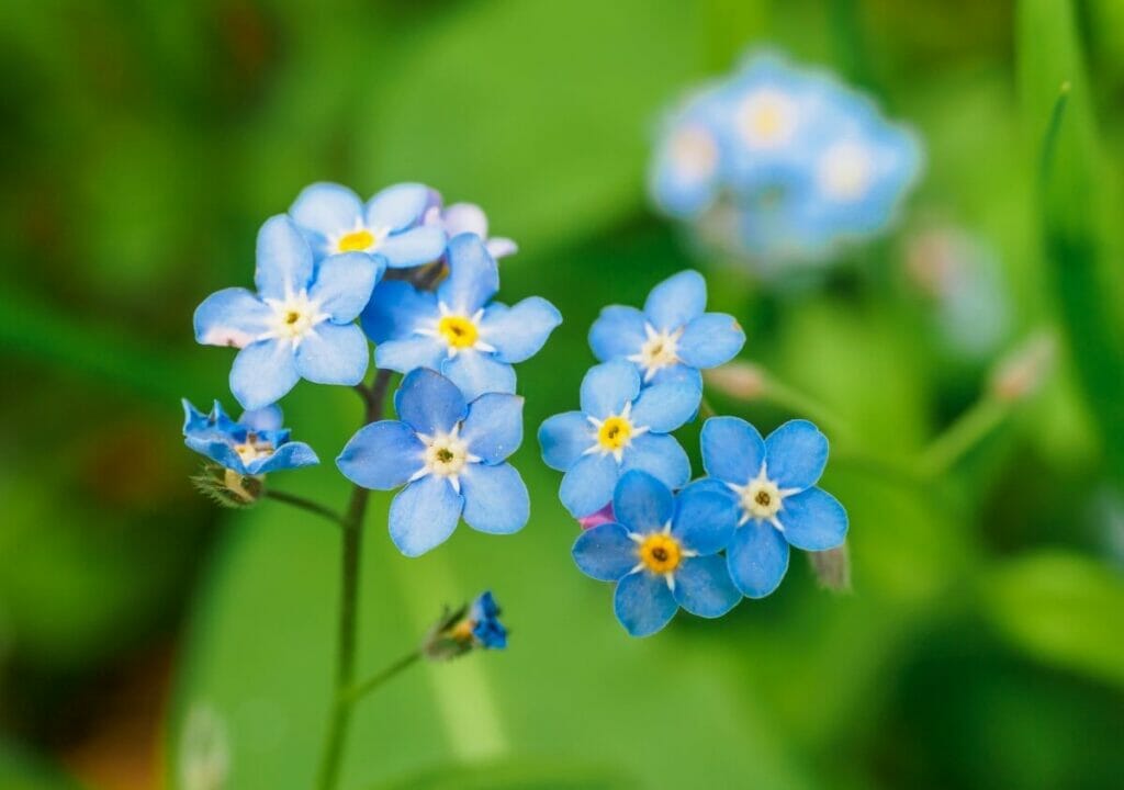 Les Myosotis d'eau (Myosotis scorpioides) sont des fleurs et des plantes aquatiques très populaires.