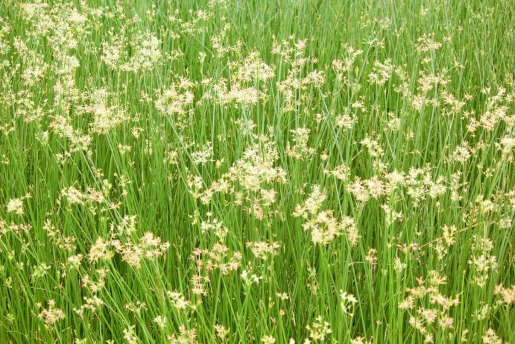 Les palmiers-parapluies (Cyperus alternifolius) sont des types populaires de fleurs et de plantes aquatiques.