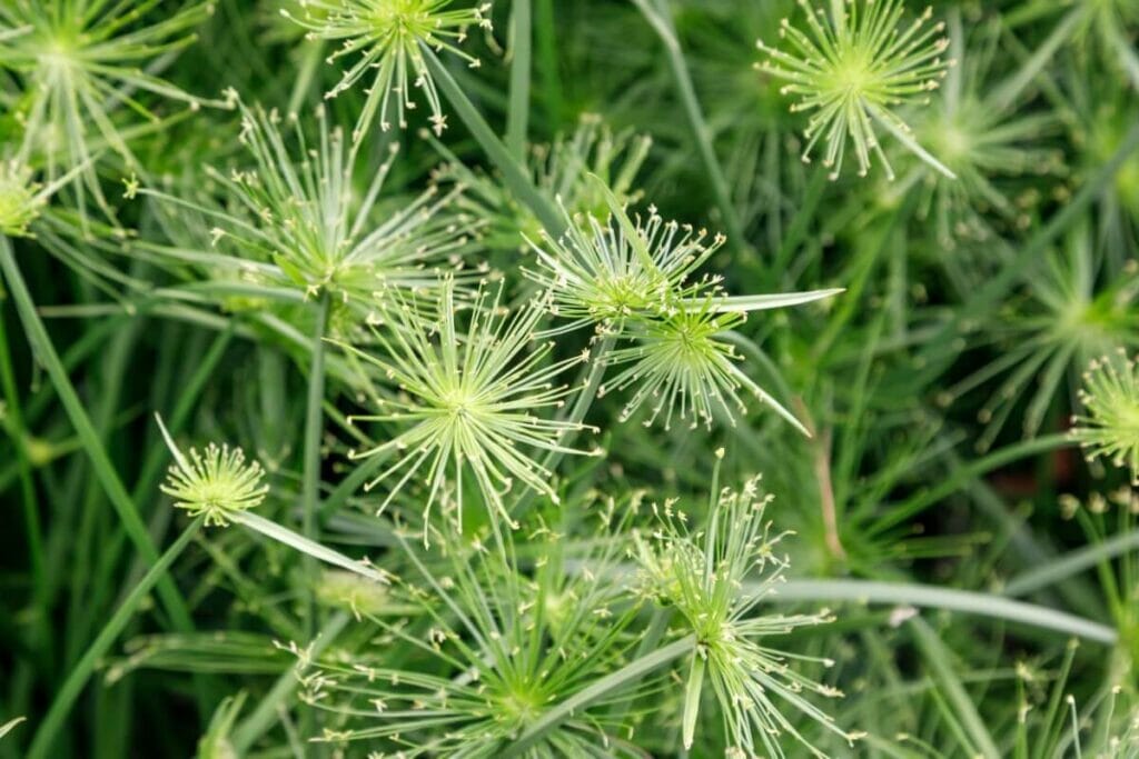 Les papyrus (Cyperus papyrus) sont des espèces populaires de fleurs et de plantes aquatiques.