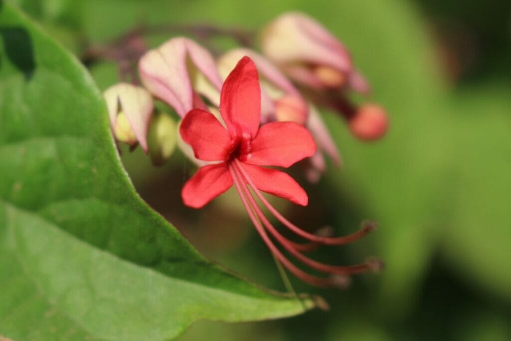 Iris de Louisiane (Iris fulva)