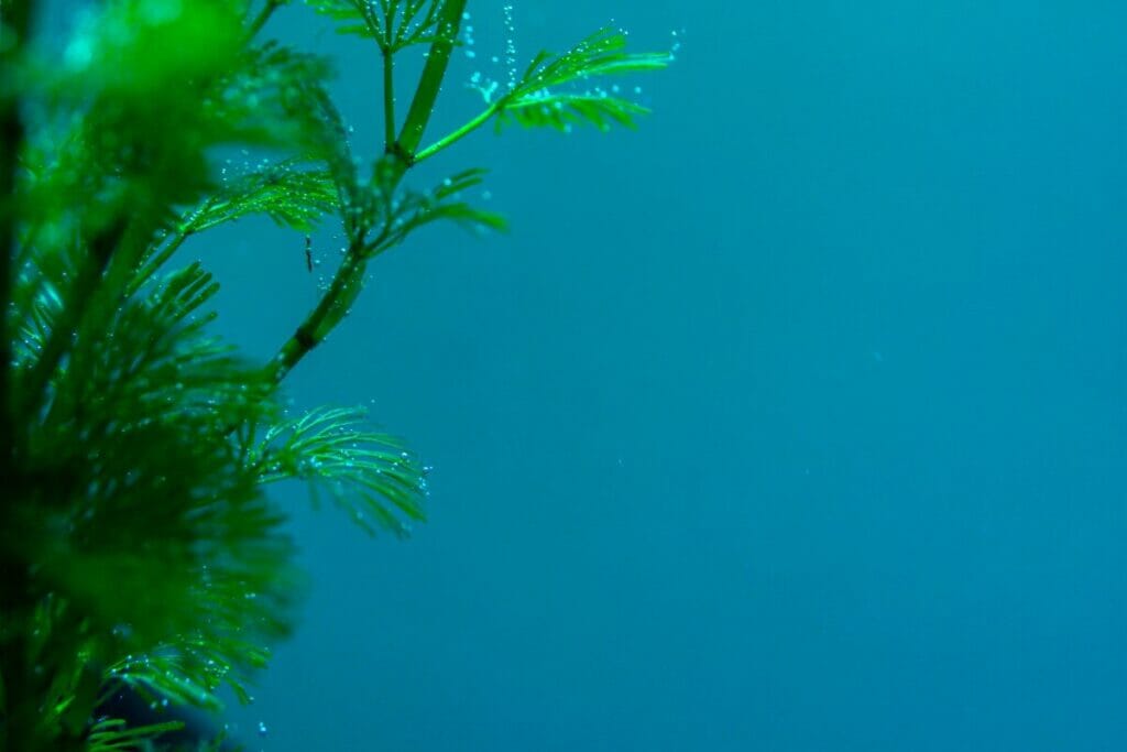 L'hydrocotyle (Cabomba aquatica)