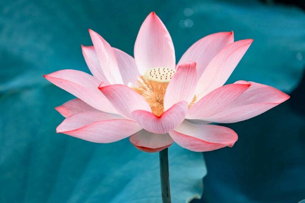 Les lotus sacrés (Nelumbo Nucifera) sont des types populaires de fleurs et de plantes aquatiques.