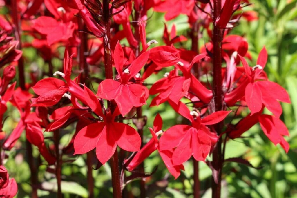Les fleurs cardinales (Lobelia cardinalis) sont des types populaires de fleurs et de plantes aquatiques.