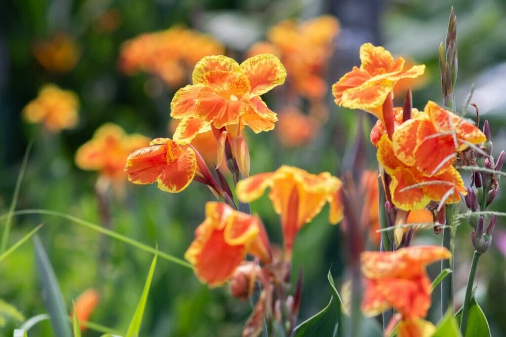 Les lys de Canna (genre Canna) sont des types populaires de fleurs et de plantes aquatiques.