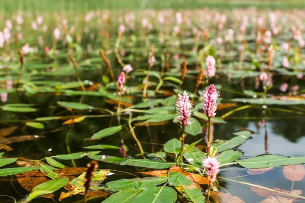 Bistorte amphibie (Persicaria amphibia)