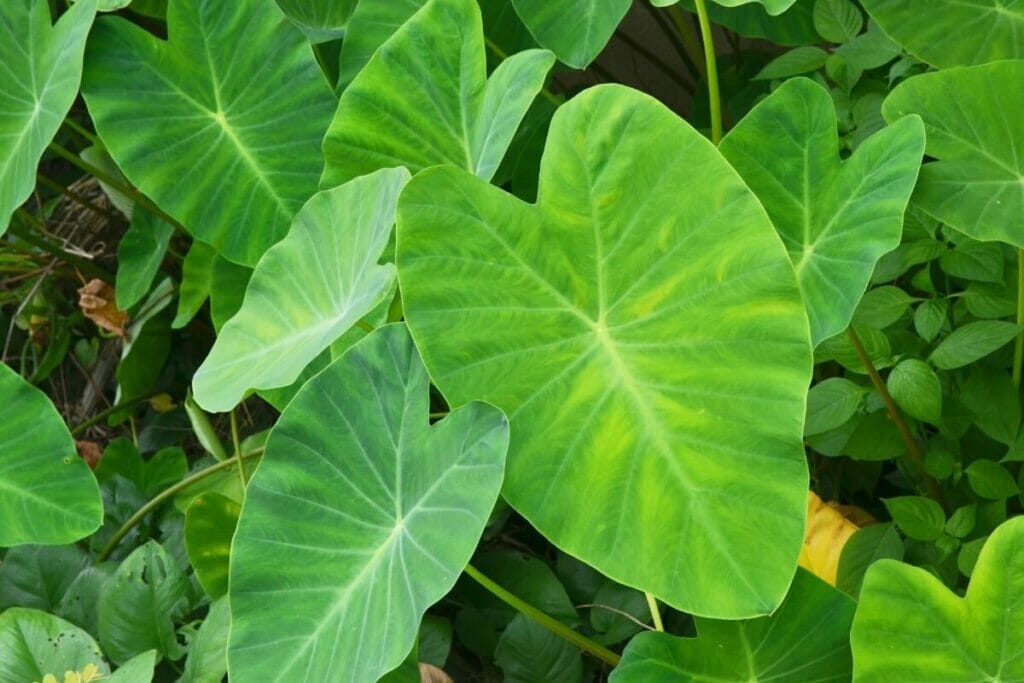 Oreille d'éléphant (Colocasia)