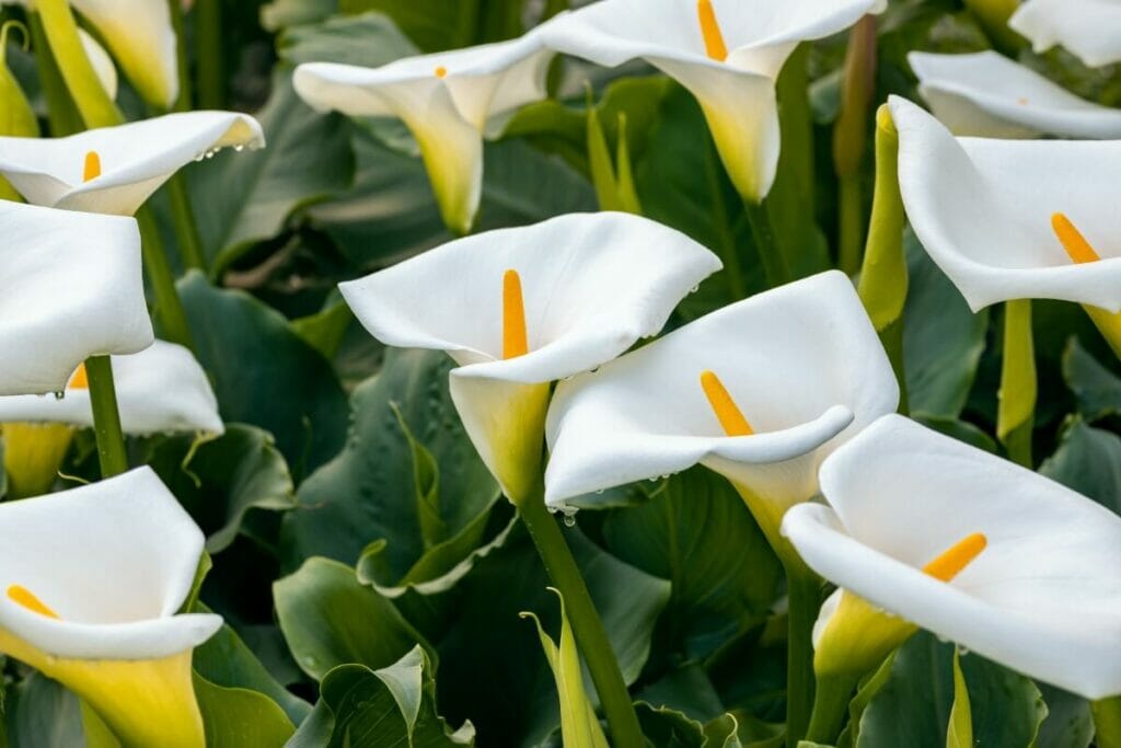 Les lys Calla (Zantedeschia aethiopica) sont des fleurs et des plantes aquatiques très populaires.