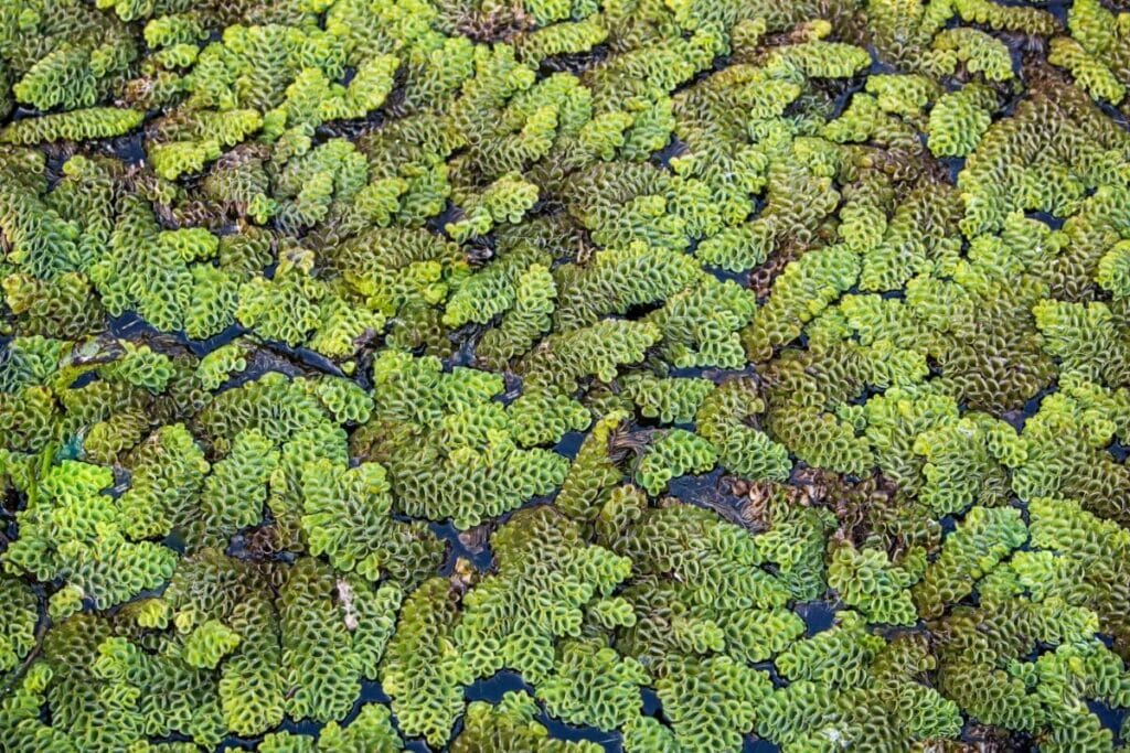 Fougère moustique (genre Azolla)