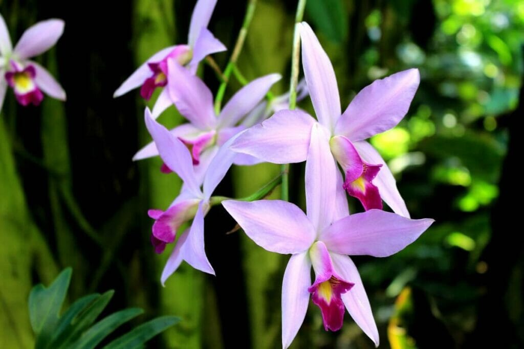 Laelia orchidée (Laelia spp.)