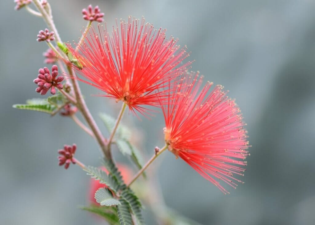 Calliandre de Baja (Calliandra californica)