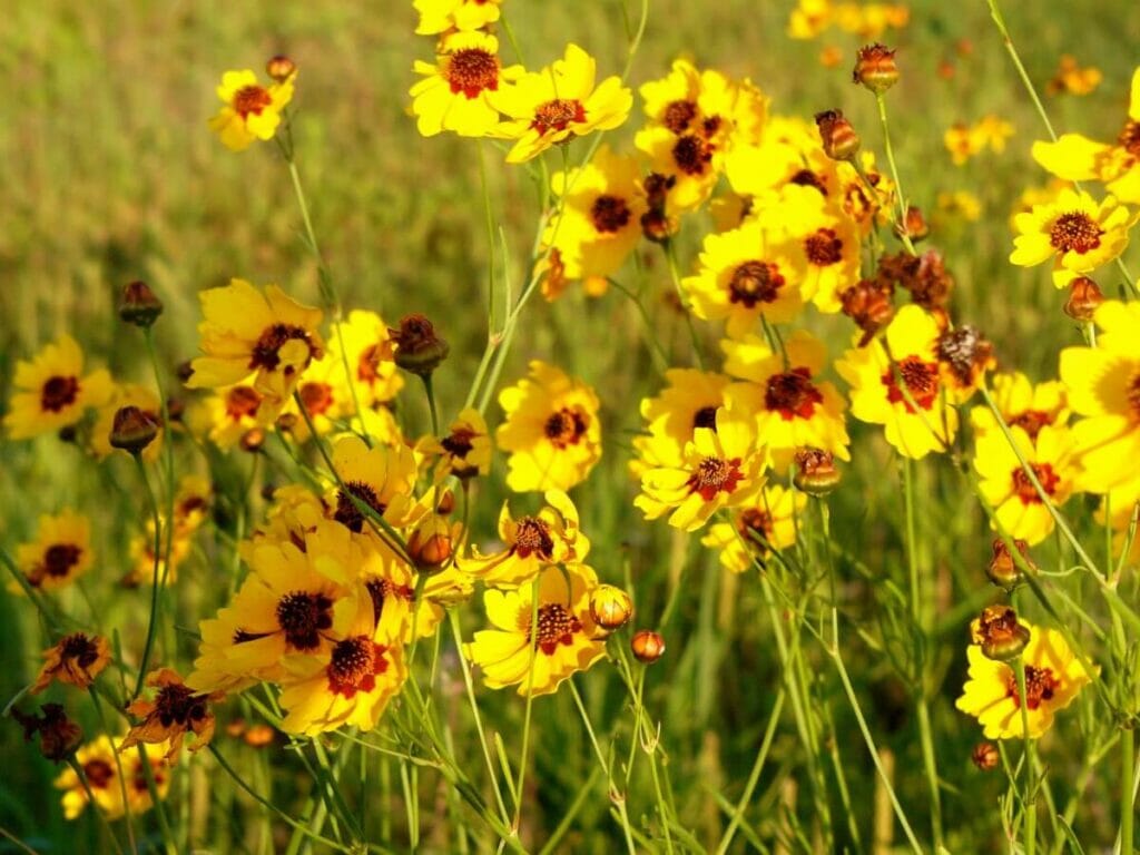 Berlandiera lyrata (Berlandiera lyrata)