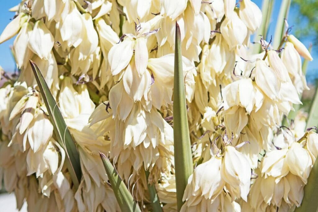 Fleur de yucca (Yucca baccata)