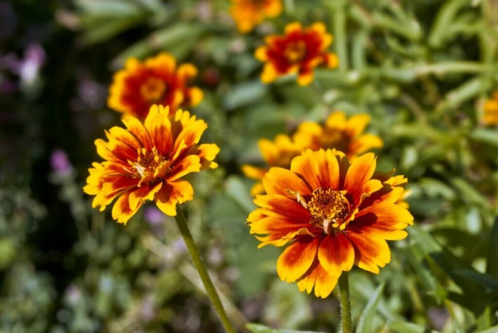 Zinnia mexicain (Zinnia haageana)