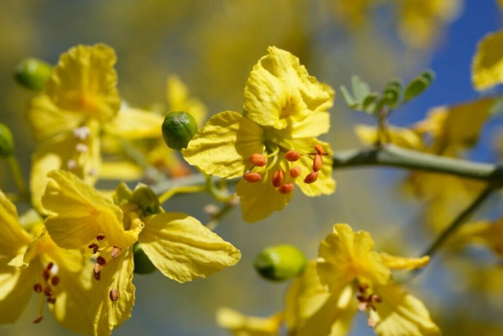 Palo Verde bleu (Parkinsonia florida)
