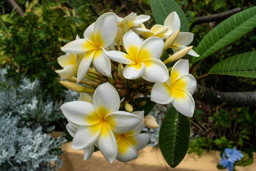Frangipanier mexicain (Plumeria rubra)