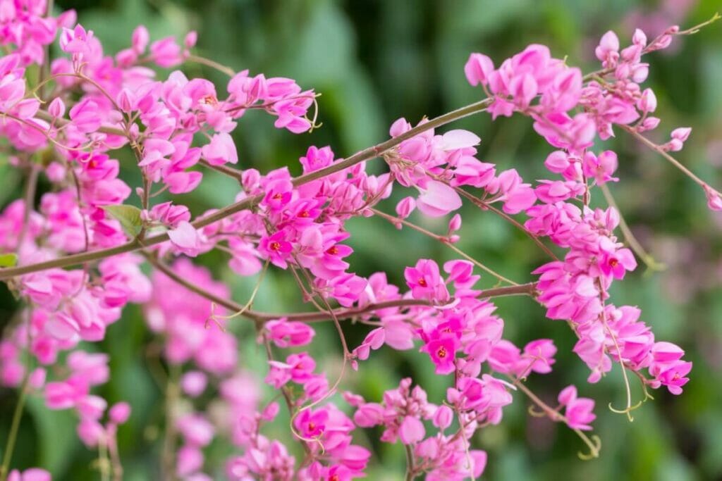 Vigne corallienne (Antigonon leptopus)
